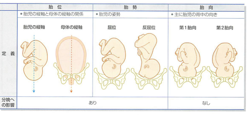 胎位　胎勢　胎向の違い