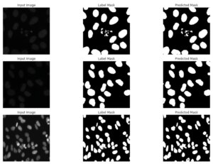 U-netの使い方と具体的な実装方法について【細胞画像のSemantic segmentationを通して解説】